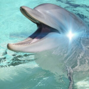 Profile photo of Shaky_Dolphin